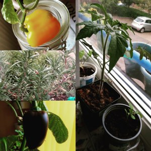 collage of peppers, rosemary and a tomato plant looking healthy